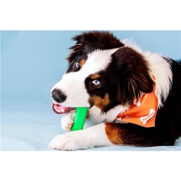 Squeaky Boomerang, Orange Tough, Engaging, & Interactive - Picture 2 of 9